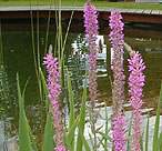 květinky